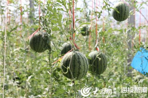 焦作工贸吃瓜视频,揭秘校园生活趣事