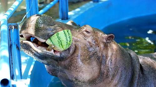 河马吃蜜瓜的故事视频,一场与蜜瓜的奇妙邂逅