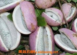 吃白果八月瓜视频,探寻传统美食的养生奥秘