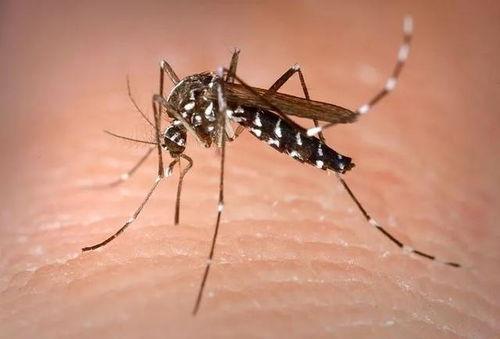带你吃瓜灭蚊子视频播放,轻松告别夏日烦扰