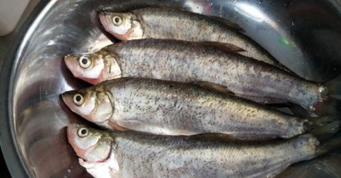 怎么吃八瓜鱼才好吃视频,视频揭秘烹饪秘诀