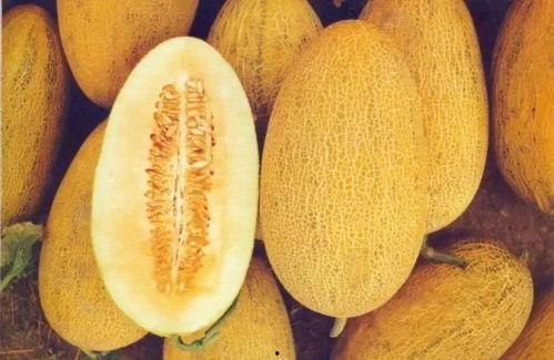 新疆爷爷吃哈密瓜视频播放,甜蜜滋味，传承美味