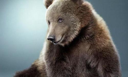 大狗熊搞笑吃瓜视频,笑料横飞！