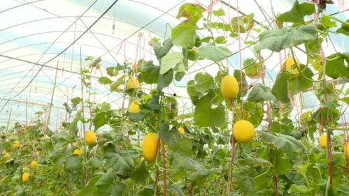 金香吃瓜最新视频网站,揭秘最新视频网站精彩瞬间