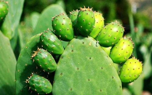 牛大瓜吃仙人掌视频大全,趣味视频大盘点