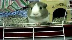 鼠鼠吃瓜视频,揭秘网络热梗背后的趣味与思考